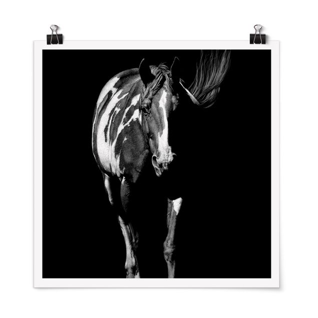 Plakater sort og hvid Horse In The Dark