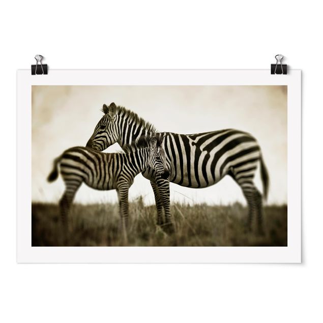 Plakater dyr Zebra Couple