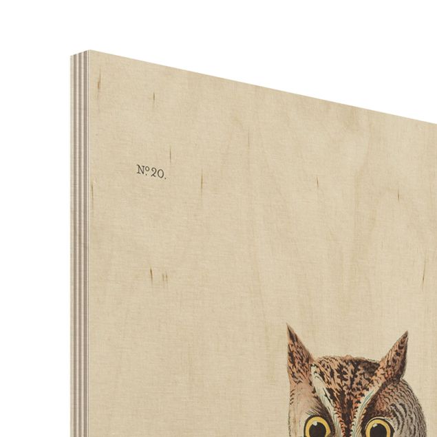 Prints på træ Vintage Board Screech Owl