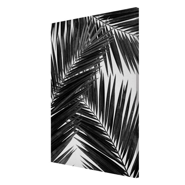 Magnettavler blomster View Through Palm Leaves Black And White