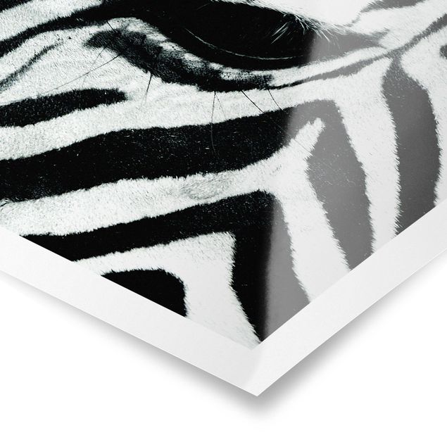 Billeder sort og hvid Zebra Crossing No.3