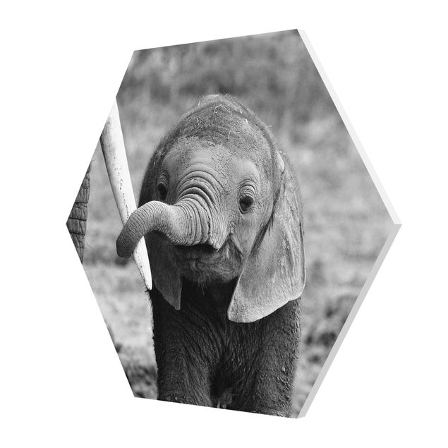 Billeder sort og hvid Baby Elephant