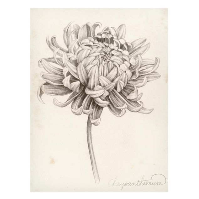 Magnettavler blomster Botanical Study Chrysanthemum I