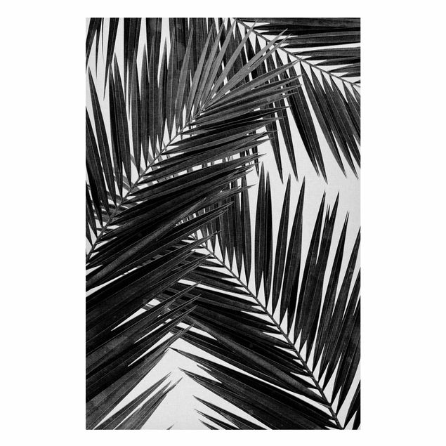 Billeder landskaber View Through Palm Leaves Black And White
