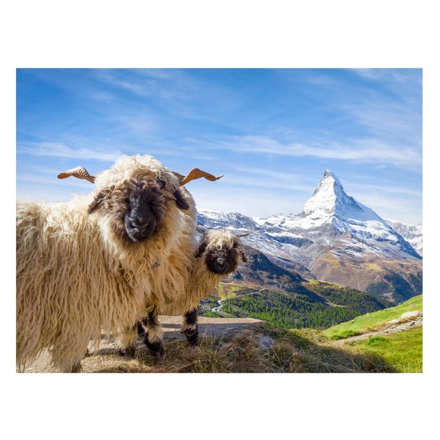 Billeder Schweiz Blacknose Sheep Of Zermatt
