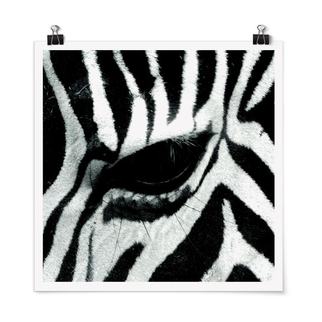 Plakater sort og hvid Zebra Crossing