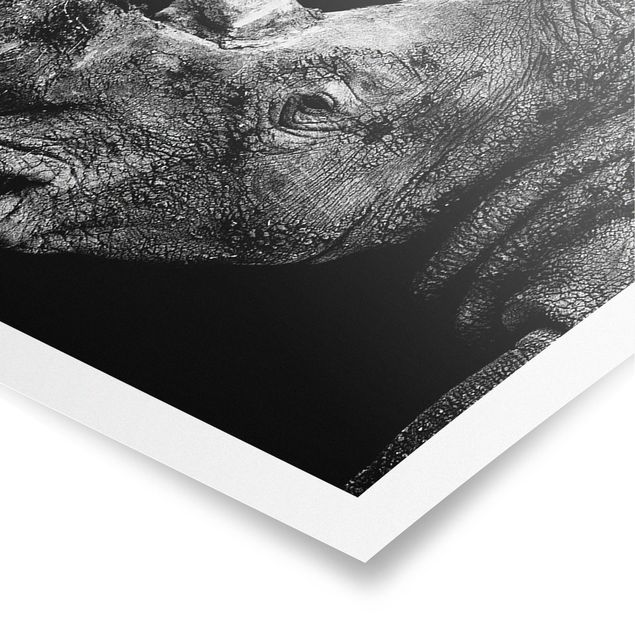 Billeder sort og hvid Rhino Duel