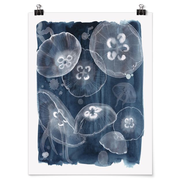 Billeder dyr Moon Jellyfish II