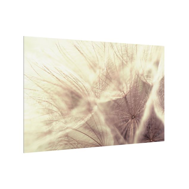 Stænkplader glas Detailed Dandelion Macro Shot With Vintage Blur Effect