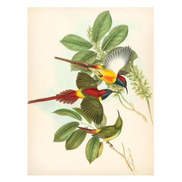Magnettavler blomster Vintage Illustration Tropical Birds III
