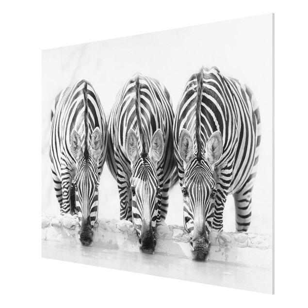 Billeder moderne Zebra Trio In Black And White