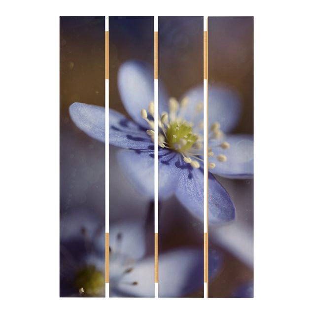 Prints på træ Anemone In Blue