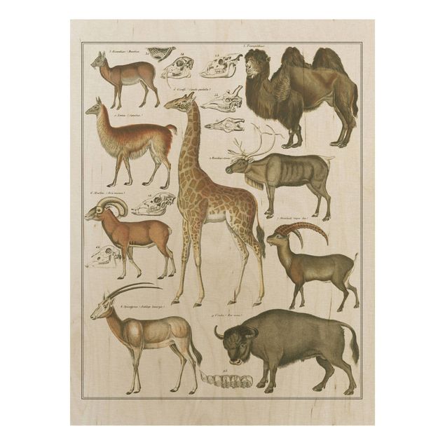 Prints på træ landskaber Vintage Board Giraffe, Camel And IIama