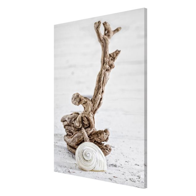 Billeder strande White Snail Shell And Root Wood