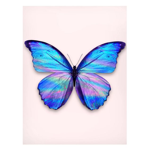Billeder fisk Holographic Butterfly