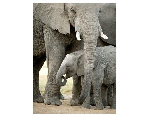 Vinduesklistermærker dyr Elephant Love