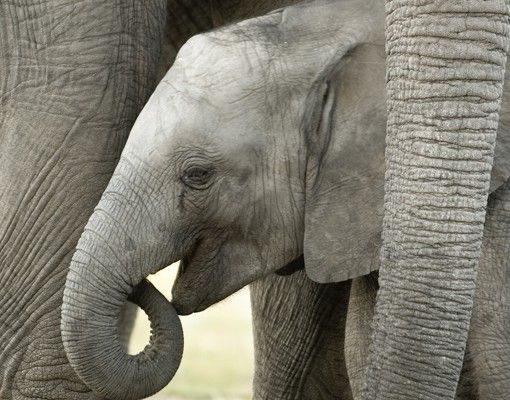 Selvklæbende folier Elephant Love