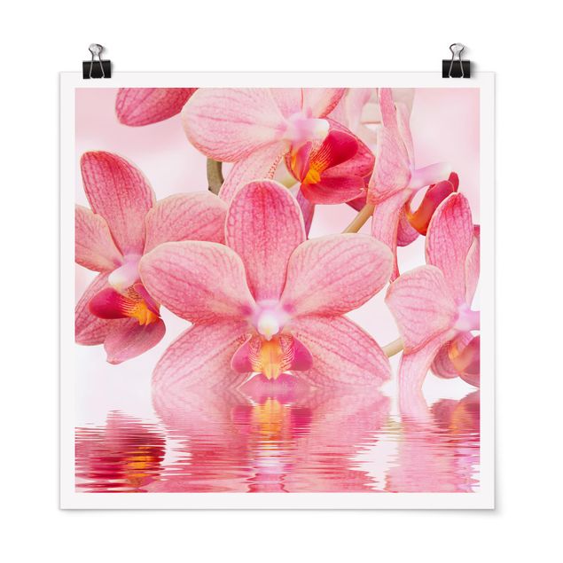 Plakater blomster Light Pink Orchid On Water