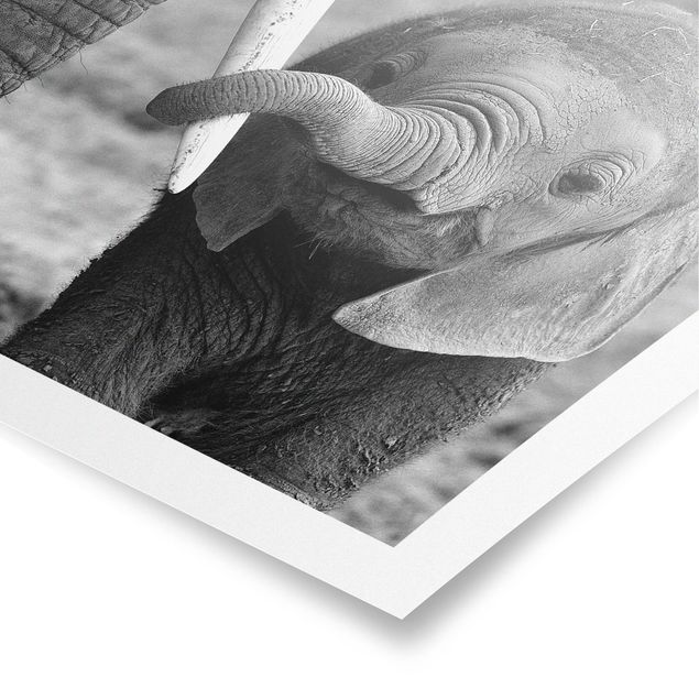 Plakater dyr Baby Elephant