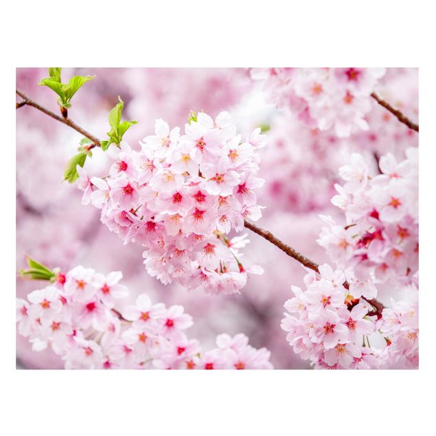 køkken dekorationer Japanese Cherry Blossoms