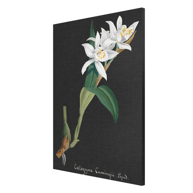 Magnettavler blomster White Orchid On Linen II