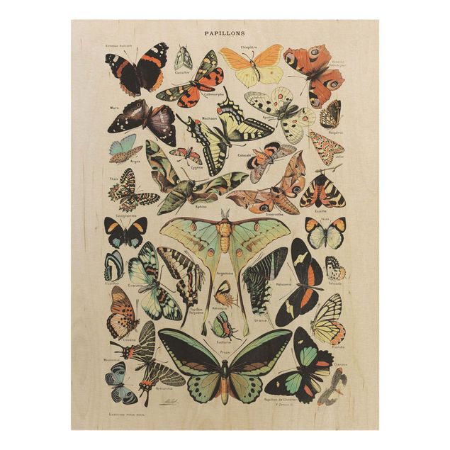 Prints på træ vintage Vintage Board Butterflies And Moths