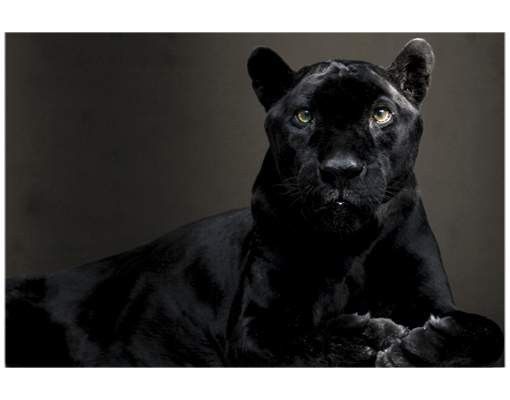 Vinduesklistermærker dyr Black Puma