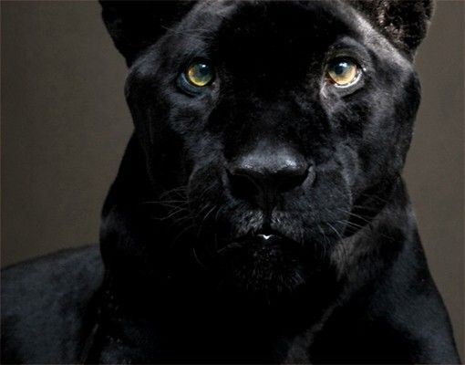 Selvklæbende folier Black Puma