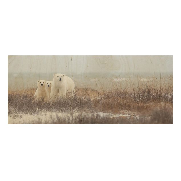 Billeder Polar Bear And Her Cubs