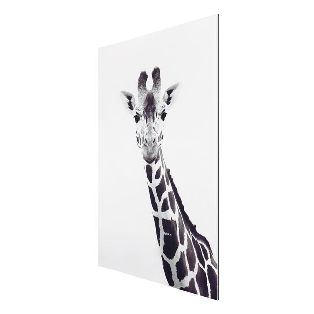 Billeder moderne Giraffe Portrait In Black And White