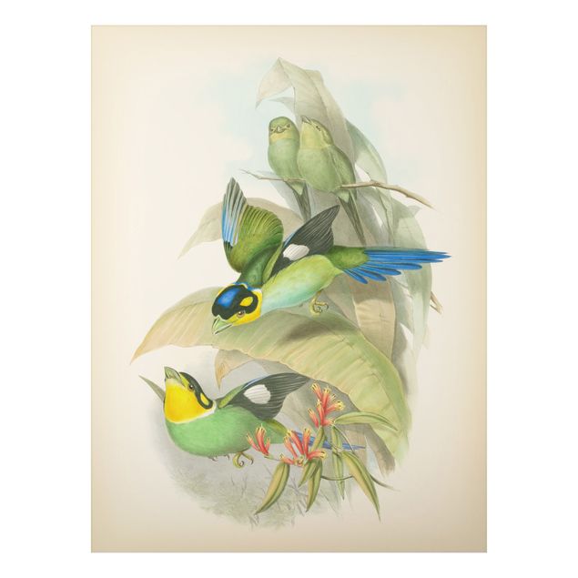Billeder blomster Vintage Illustration Tropical Birds