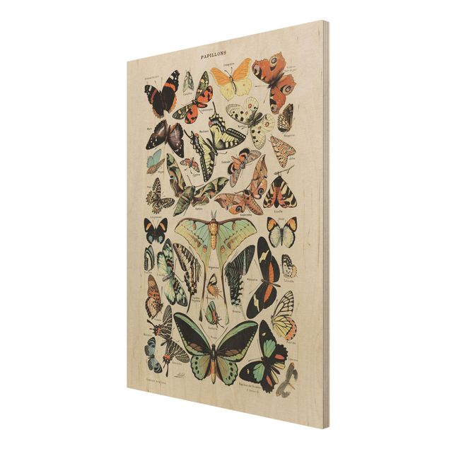 Billeder Vintage Board Butterflies And Moths