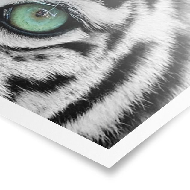 Billeder moderne White Tiger