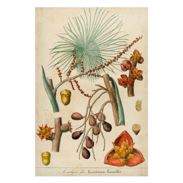 Magnettavler blomster Vintage Board Exotic Palms III