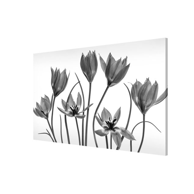 Billeder blomster Seven Tulips Black And White