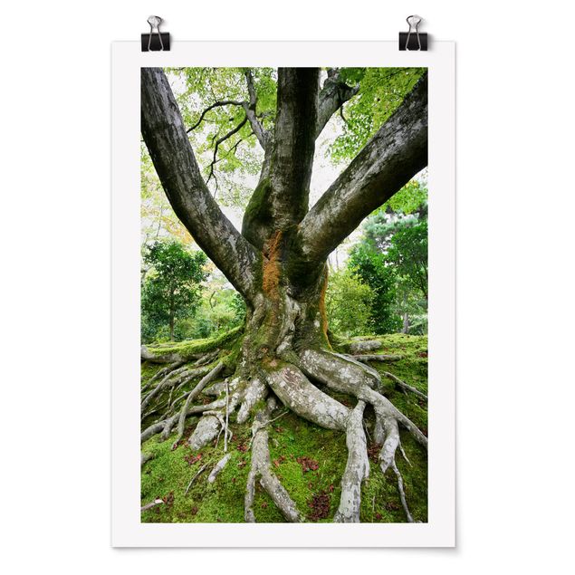Plakater landskaber Old Tree