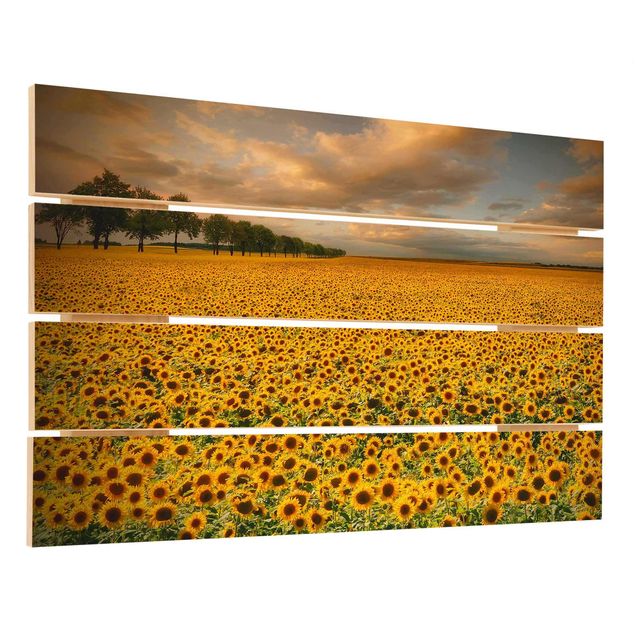 Prints på træ Field With Sunflowers