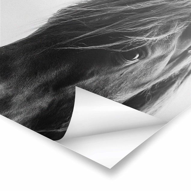 Billeder Kubistika Curious Horse