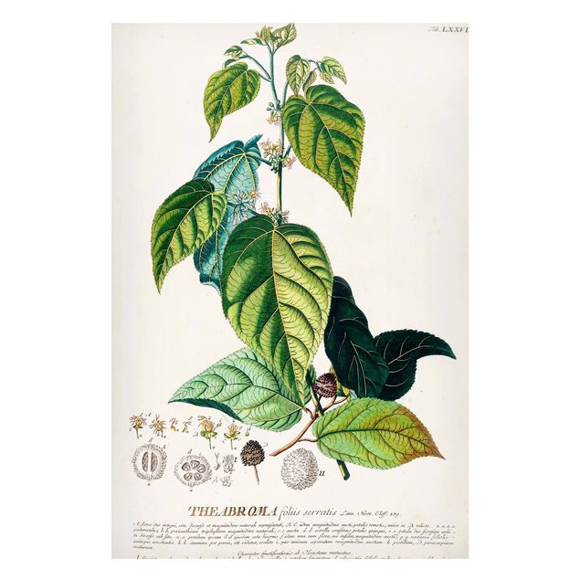 Magnettavler blomster Vintage Botanical Illustration Cocoa