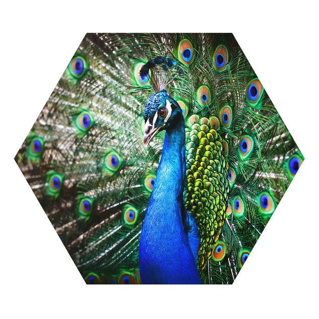 Forex Noble Peacock