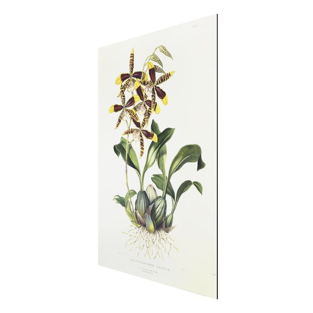 Kunst stilarter Maxim Gauci - Orchid II