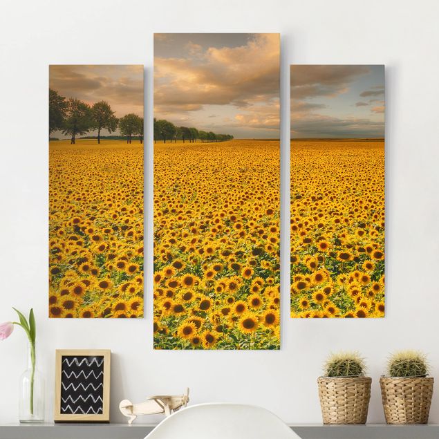 Billeder solsikker Field With Sunflowers