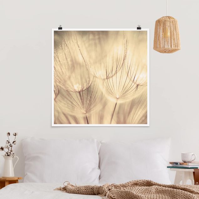 Plakater blomster Dandelions Close-Up In Cozy Sepia Tones