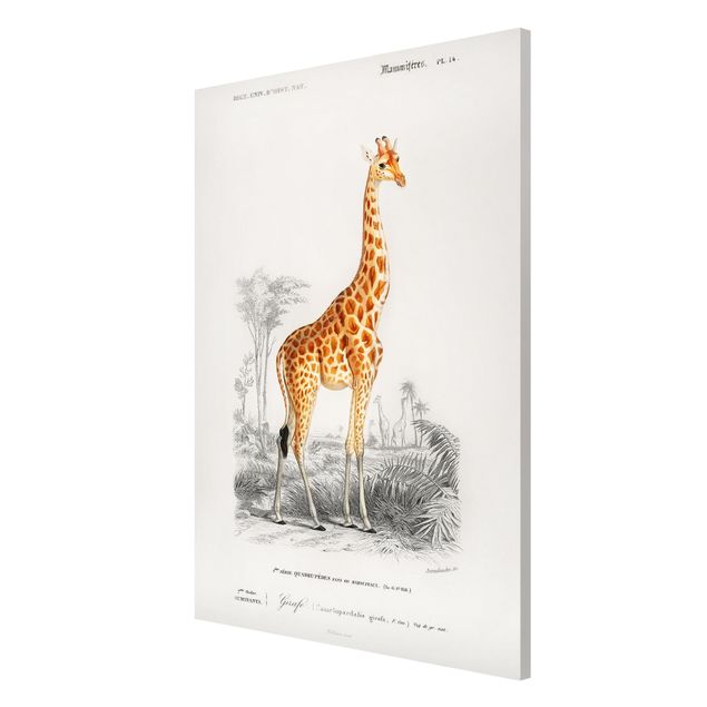 Magnettavler dyr Vintage Board Giraffe