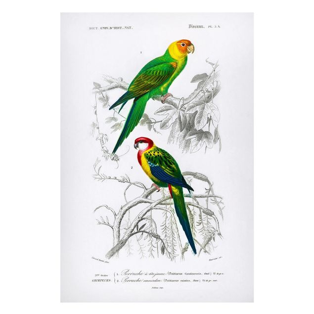 Magnettavler blomster Vintage Wall Chart Two Parrots Green Red