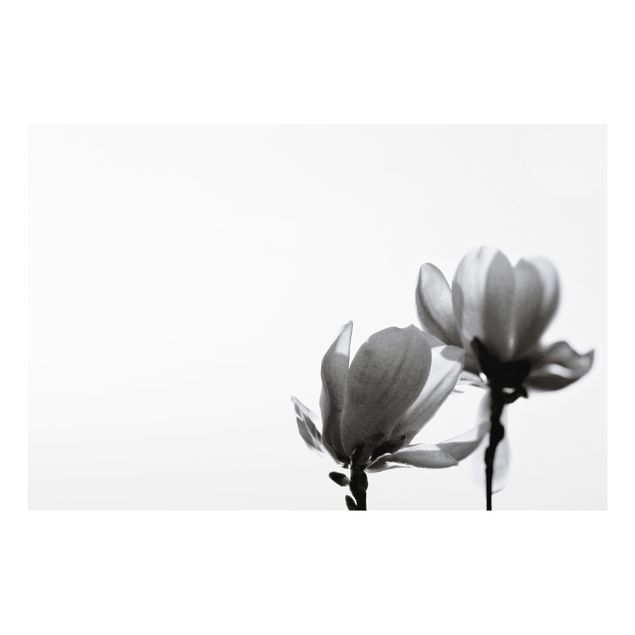 Billeder Monika Strigel Herald Of Spring Magnolia Black And White