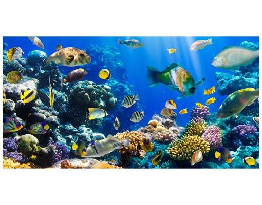 Vinduesklistermærker dyr Underwater Reef