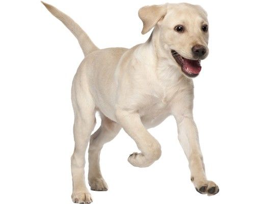 Vinduesklistermærker dyr Labrador Puppy