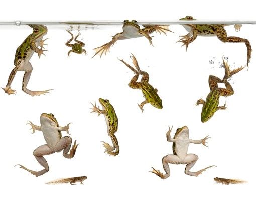 Vinduesklistermærker dyr Frog Bath