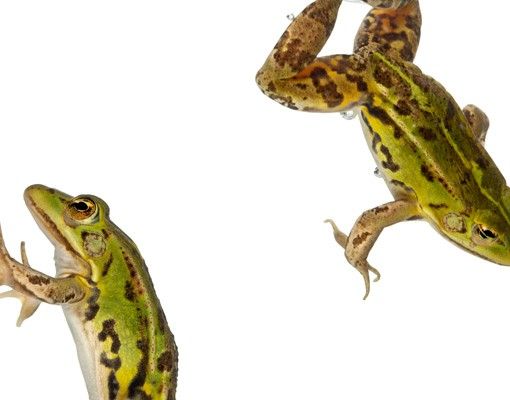 Selvklæbende folier Frog Bath